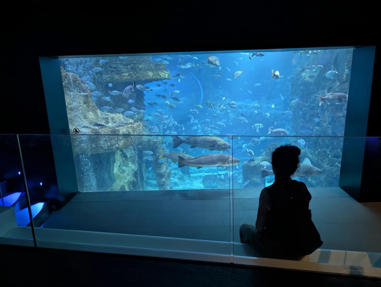 Una persona sentada de espaldas en el suelo frente al gran ventanal del oceanario del Aquarium de San Sebastián, con dos grandes peces pasando delante