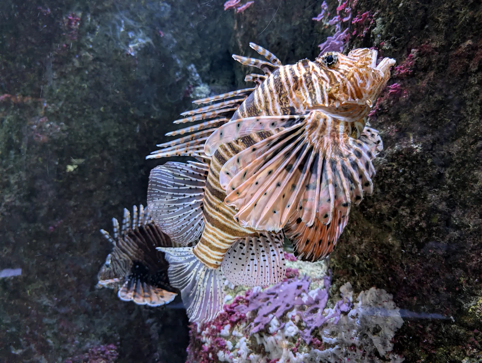 Un pez león con las aletas desplegadas entre las rocas y las algas de una pecera del Aquarium de San Sebastián