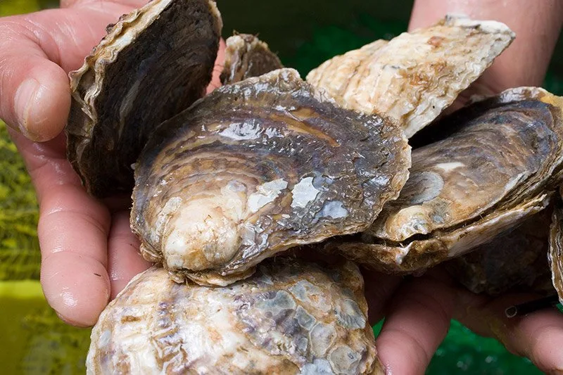 Ostras recién sacadas del vivero, sostenidas entre las manos en Saltxipi