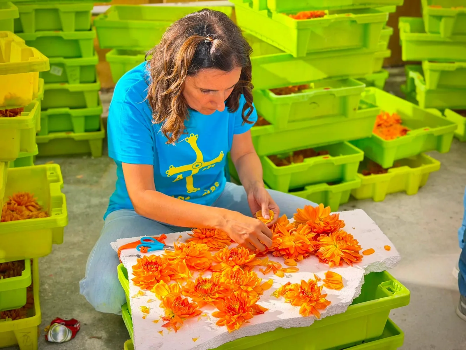 Persona arrodillada preparando dalias naranjas sobre una plancha de poliestireno, rodeada de cajas verdes apiladas