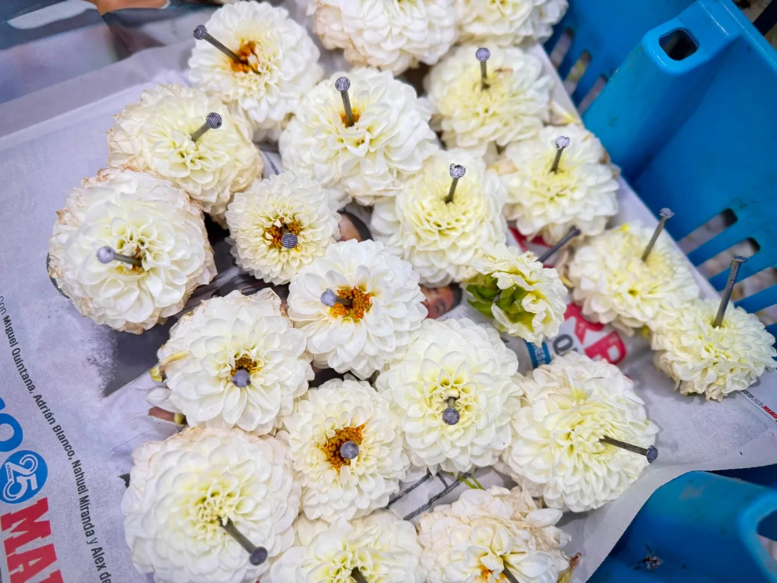 Primer plano de dalias blancas atravesadas cada una por un clavo de acero, amontonadas en una caja