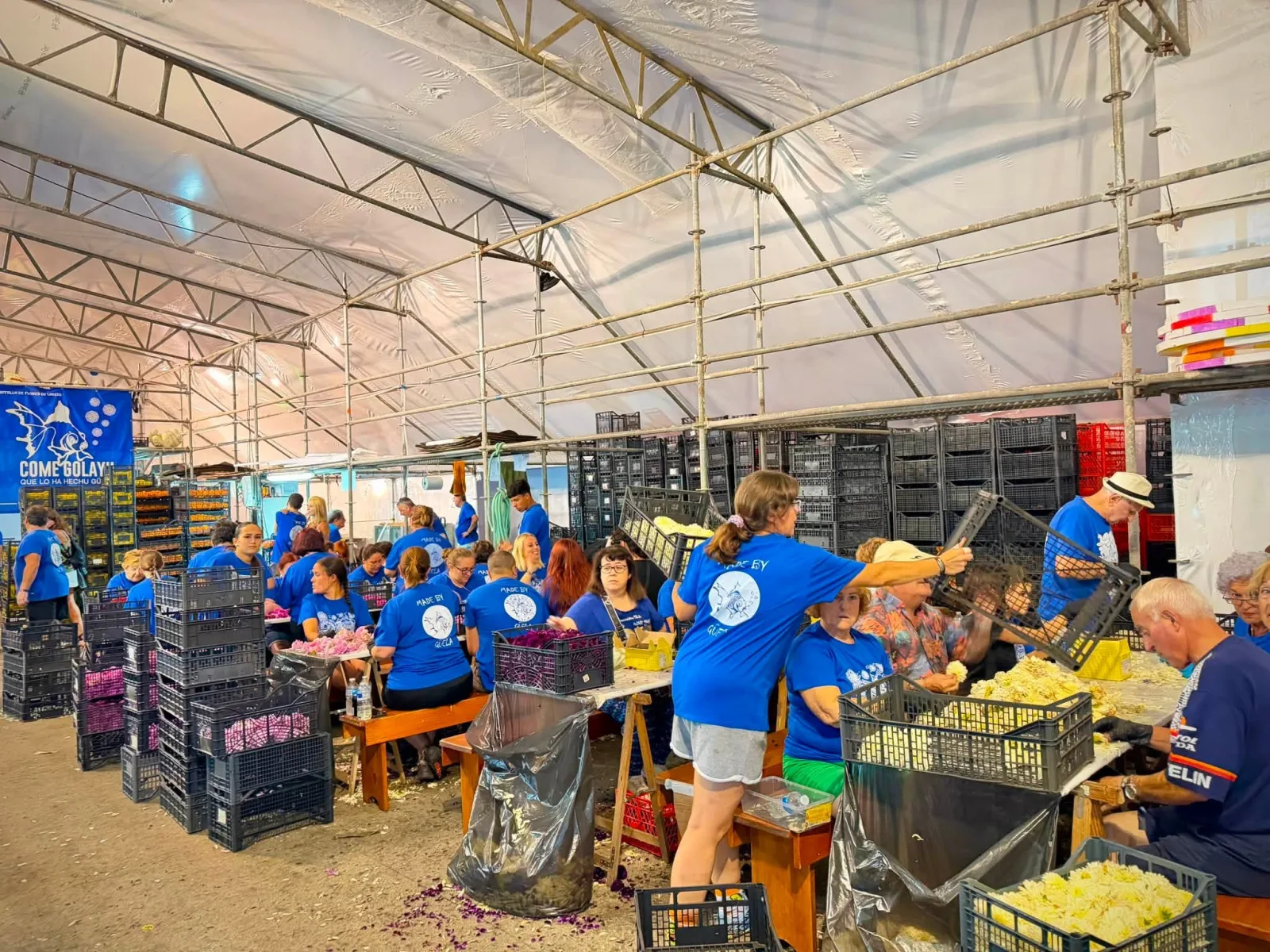 Interior de una gran carpa de montaje con decenas de personas sentadas en mesas corridas clasificando flor, y cajas apiladas al fondo