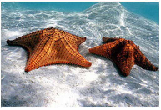 Limpieza del fondo marino y bautizos de buceo
