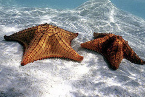 Limpieza del fondo marino y bautizos de buceo
